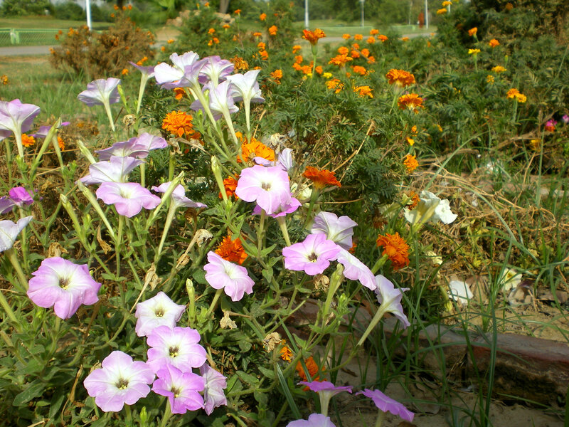 Colorful flowers in a garden