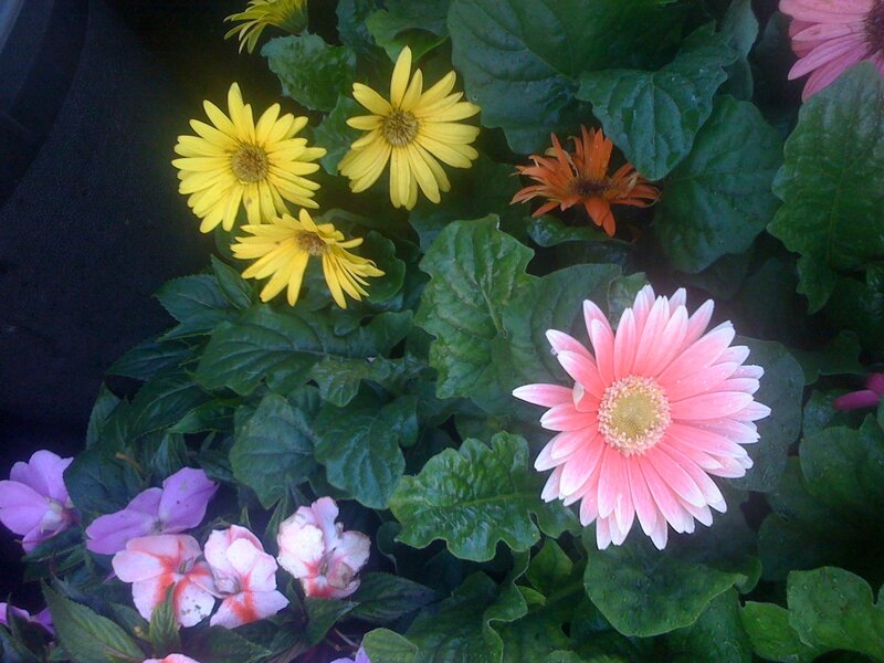 Colorful flowers in a garden