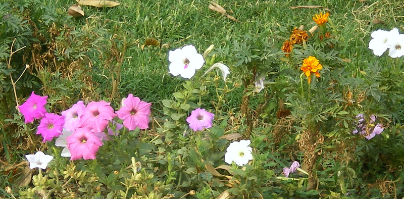Colorful flowers in a garden