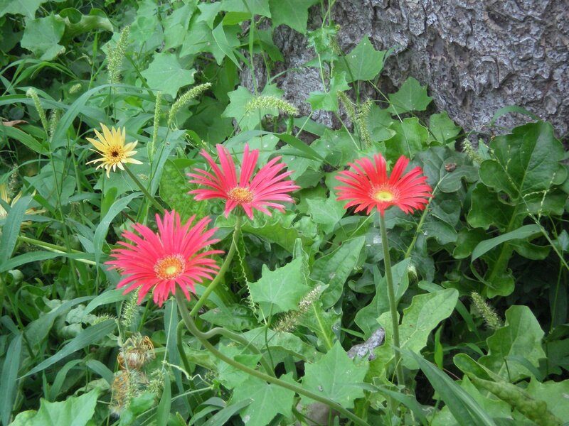 Colorful flowers in a garden