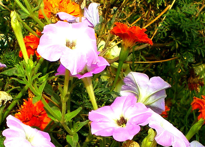 colorful flowers in a garden
