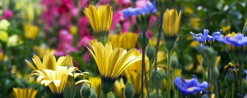 Colorful flowers in a garden