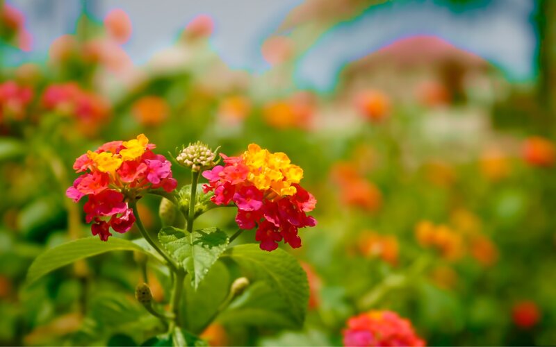 Colorful flowers in a garden