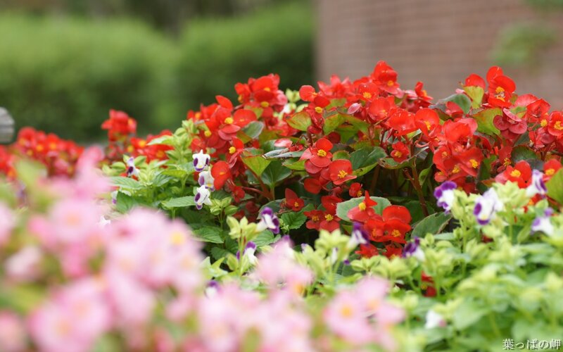 Colorful flowers in a garden