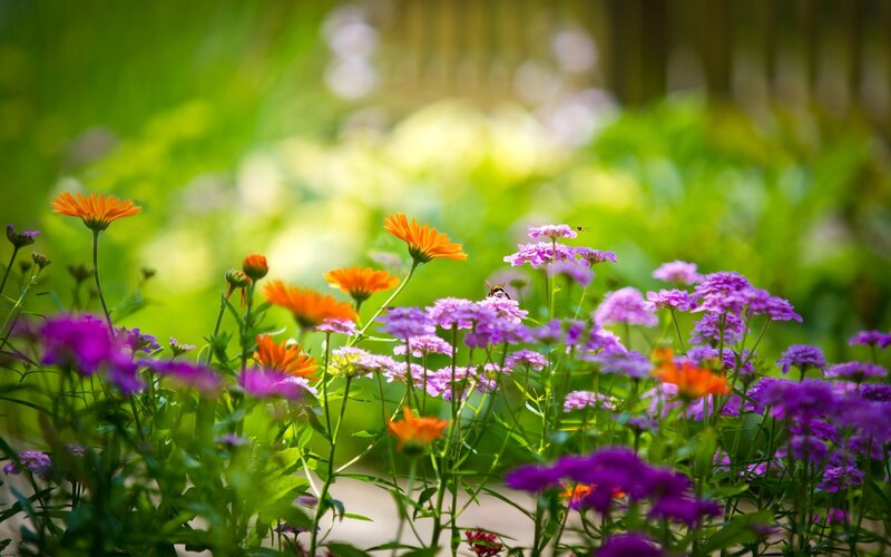 Colorful flowers in a garden