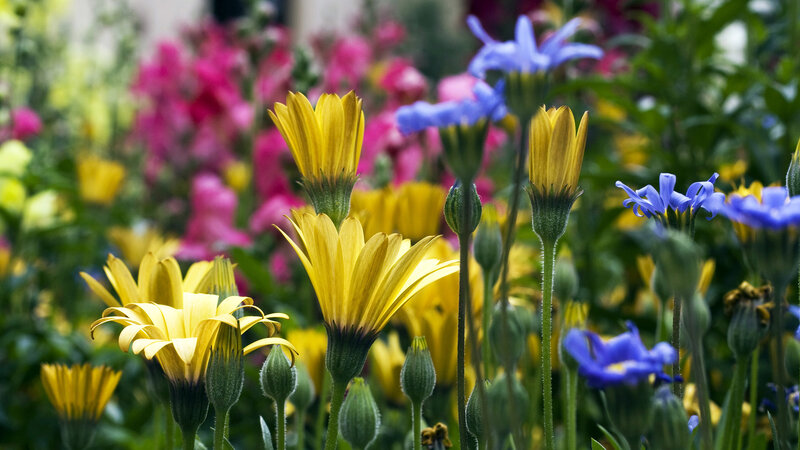 Colorful flowers in a garden
