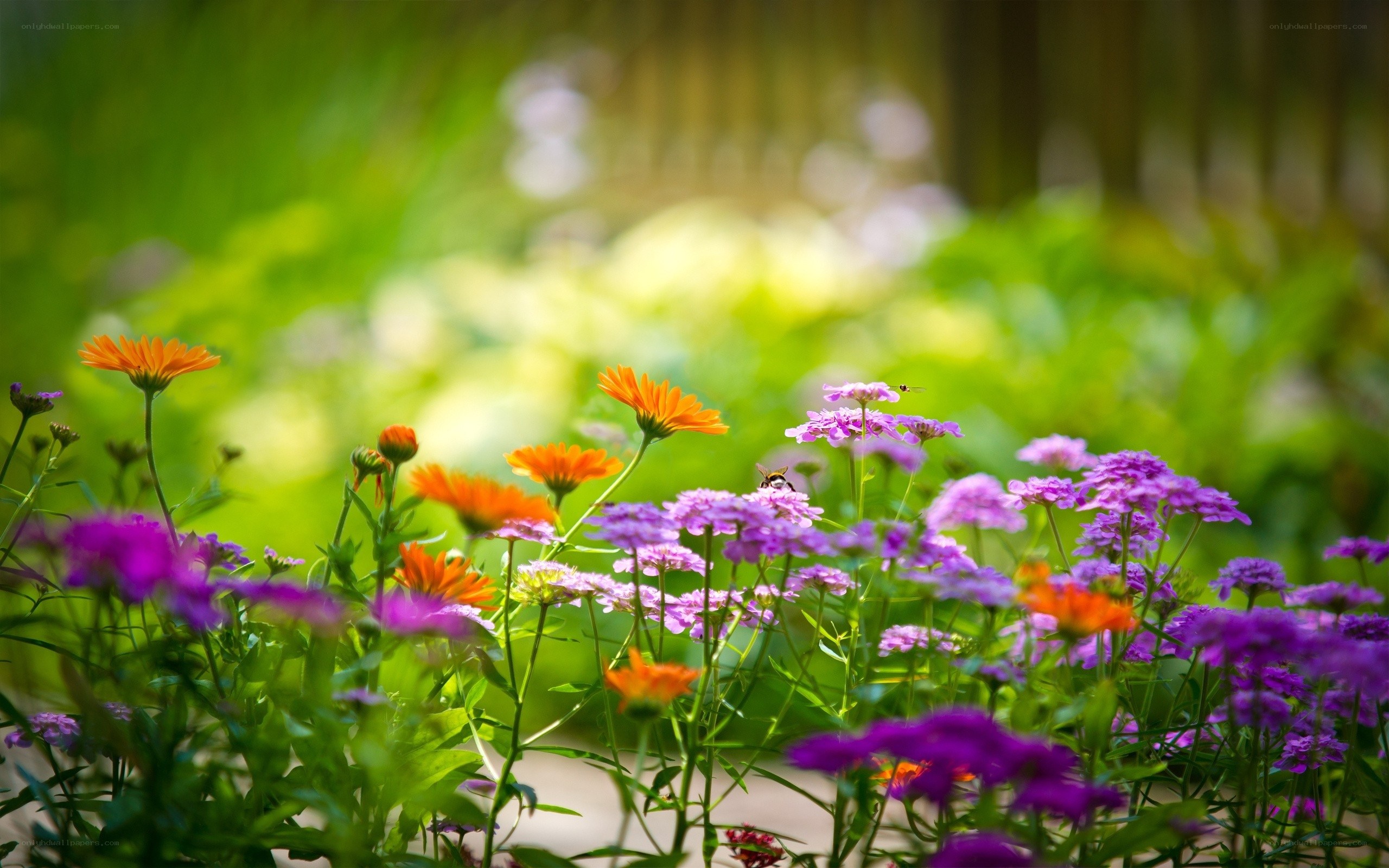 Colorful flowers in a garden