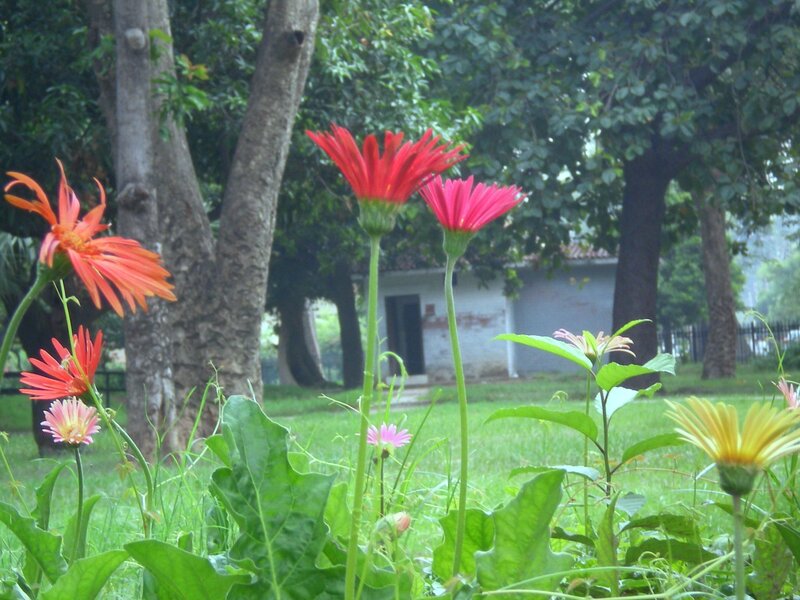 Colorful flowers in a park