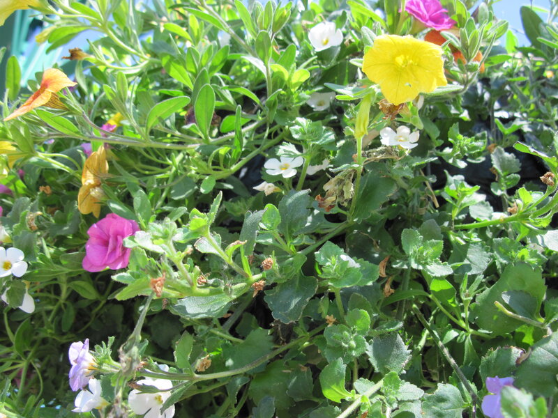 Colorful Flowers in a Planter — Green