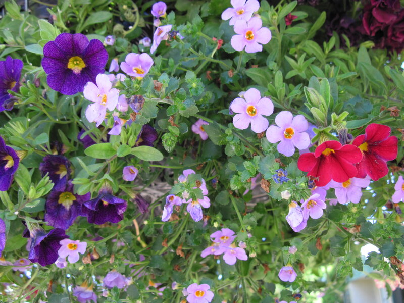 Colorful Flowers in a Planter — Purple