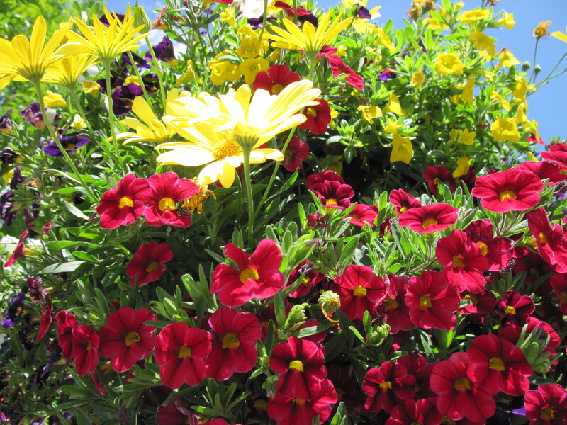 Colorful Flowers in a Planter — Yellow