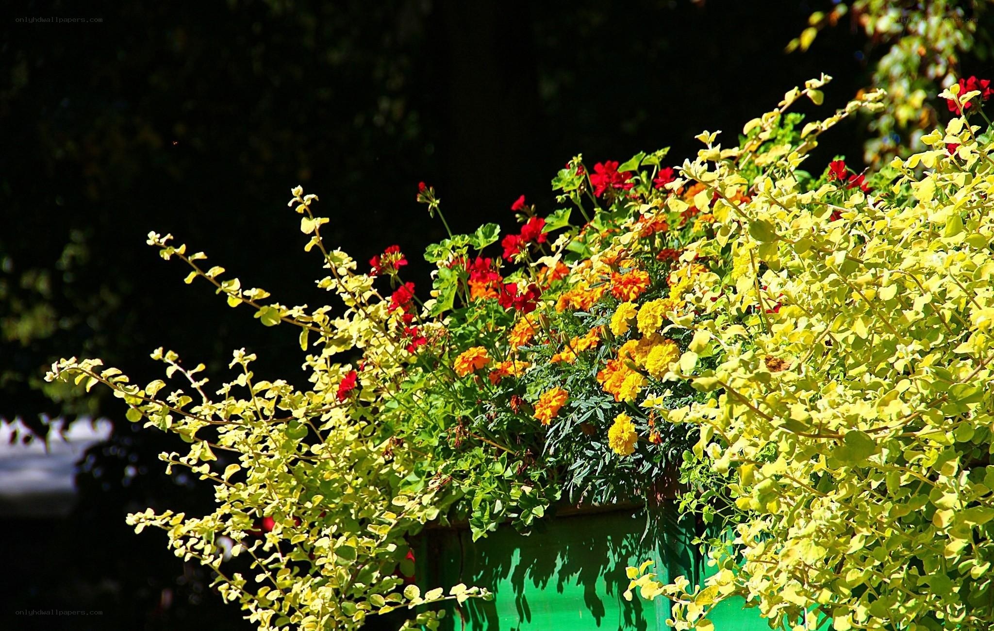 Colorful flowers in a planter