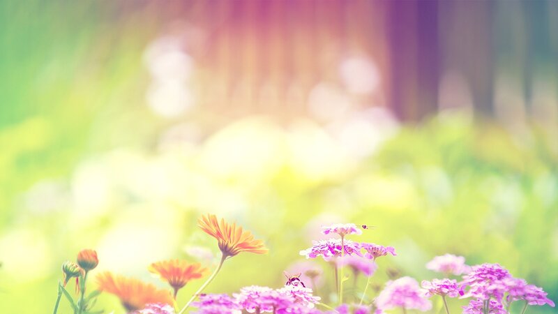 Colorful flowers in a sunlit garden