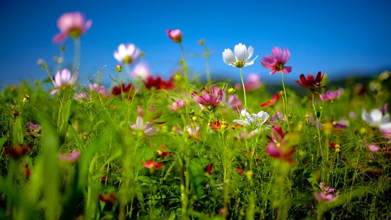 Colorful flowers in a sunny field