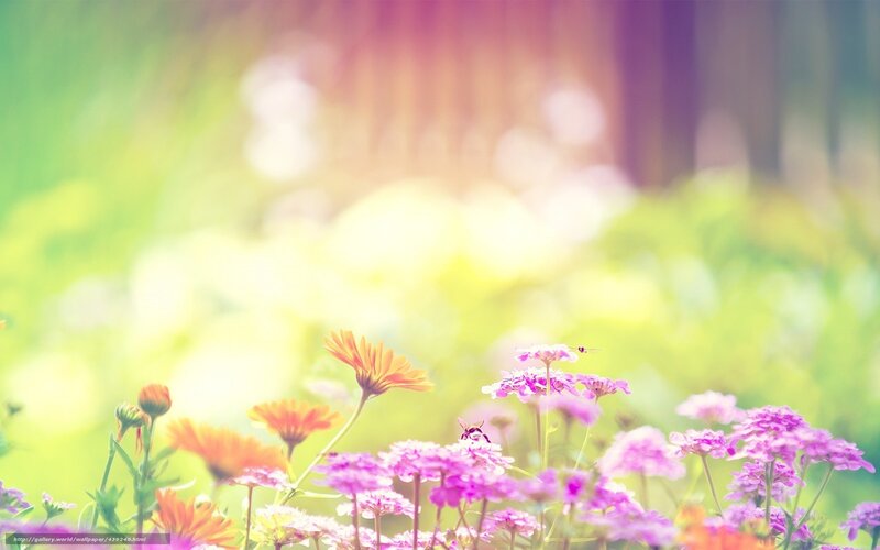 Colorful flowers in a sunny field