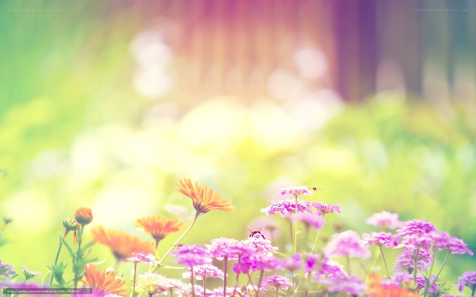 Colorful flowers in a sunny field