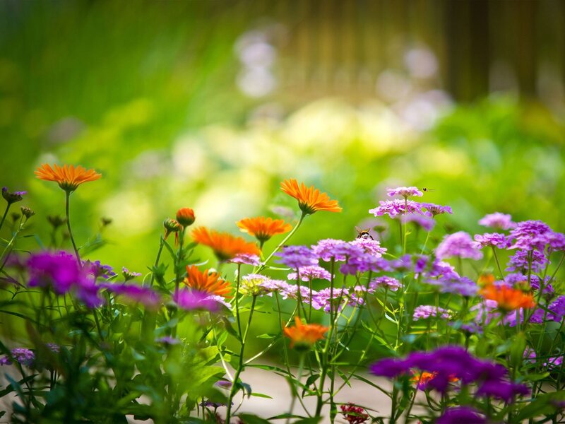 Colorful flowers in a sunny garden