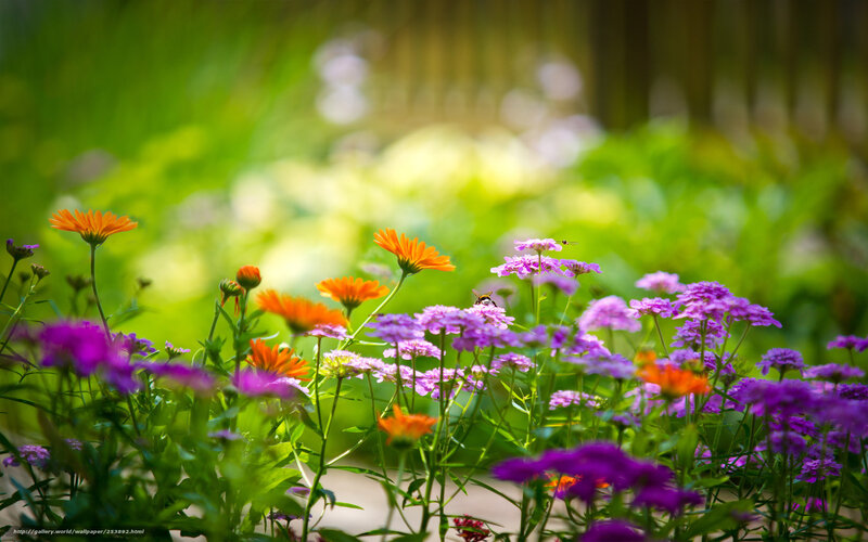Colorful flowers in a sunny garden
