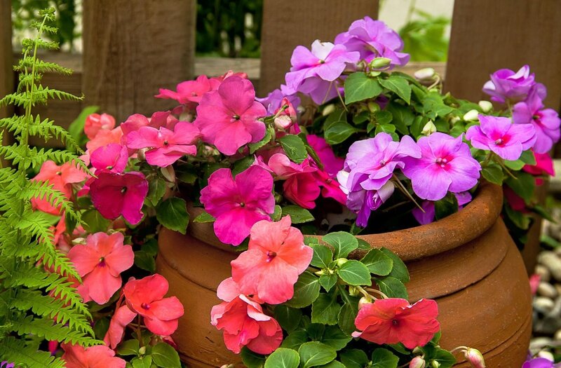 Colorful flowers in a terracotta pot