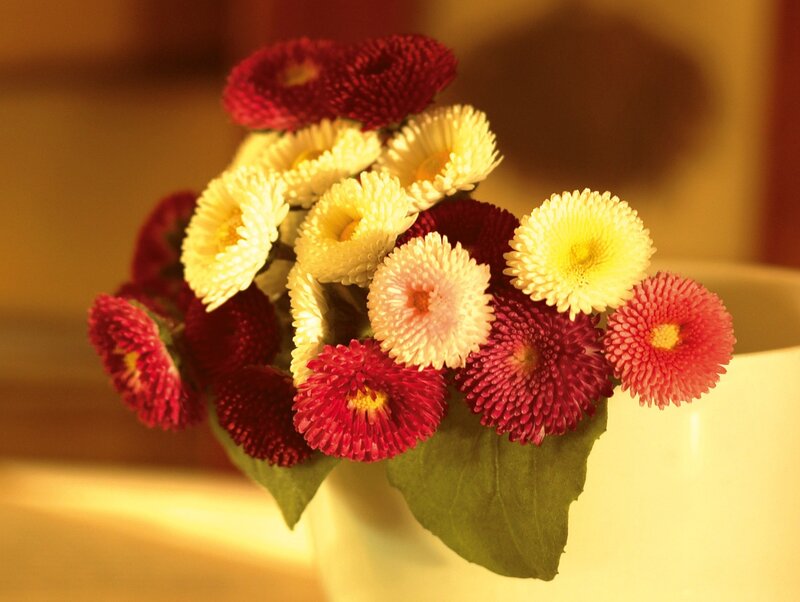 Colorful flowers in a vase