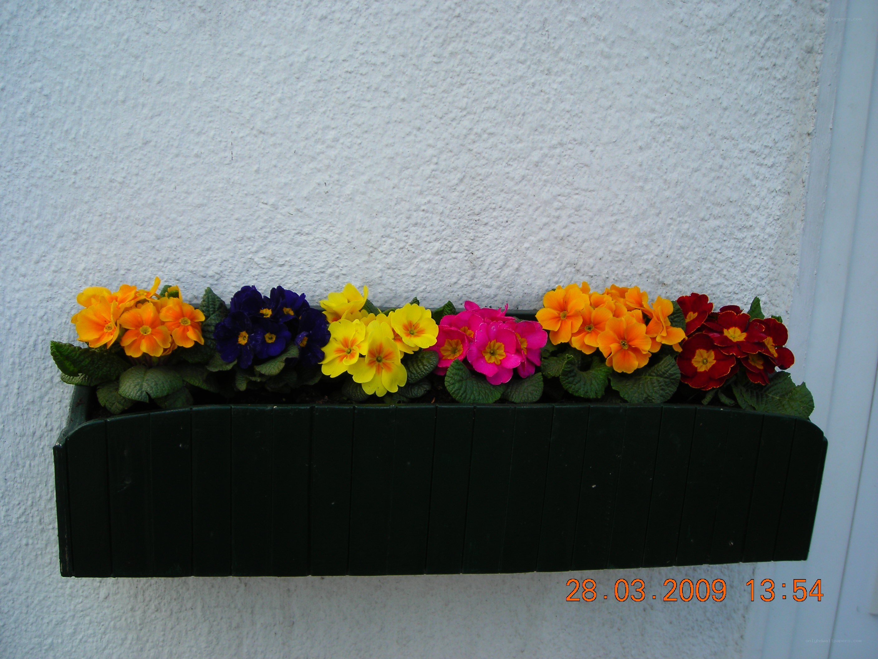Colorful flowers in a window box