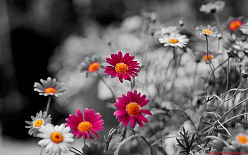 colorful flowers in black and white