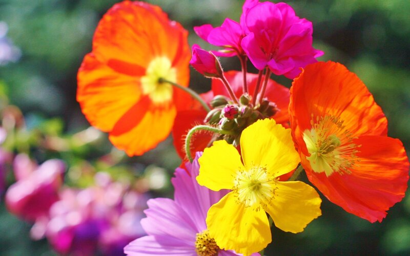 Colorful Flowers in Bloom — Orange
