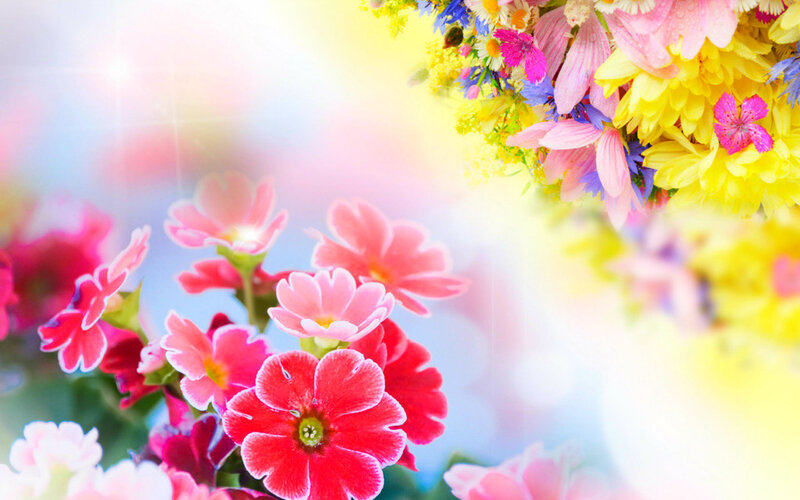 Colorful Flowers in Bloom — Pink