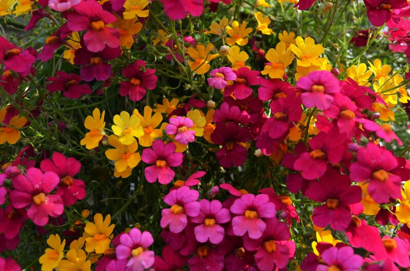 Colorful Flowers in Bloom — Pink, Vibrant