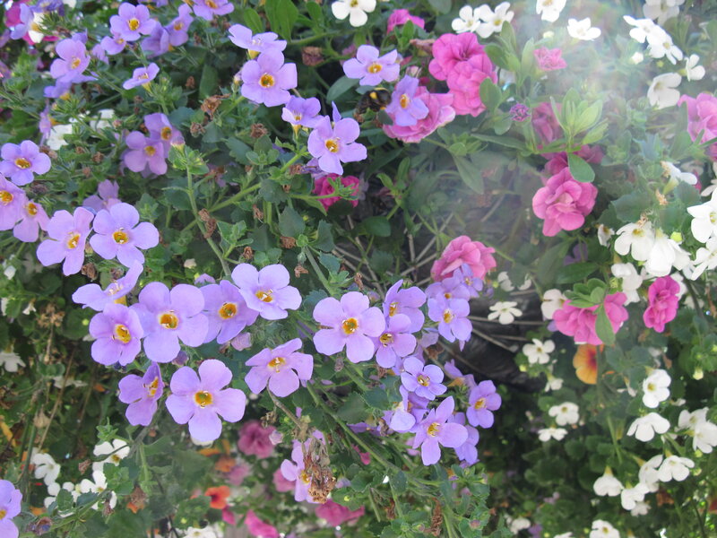 Colorful Flowers in Bloom — Purple