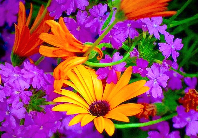 Colorful Flowers in Bloom — Purple, Vibrant, Photograph