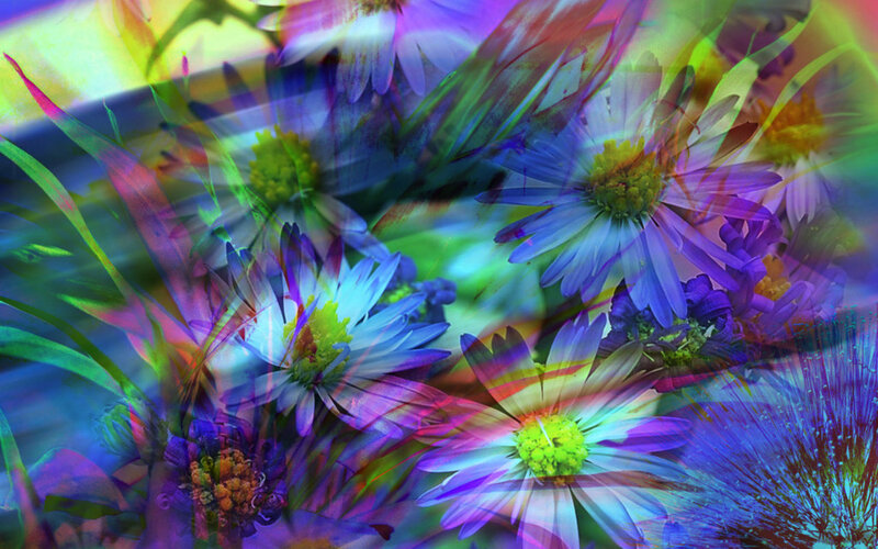 Colorful Flowers in Bloom — Purple, Vibrant