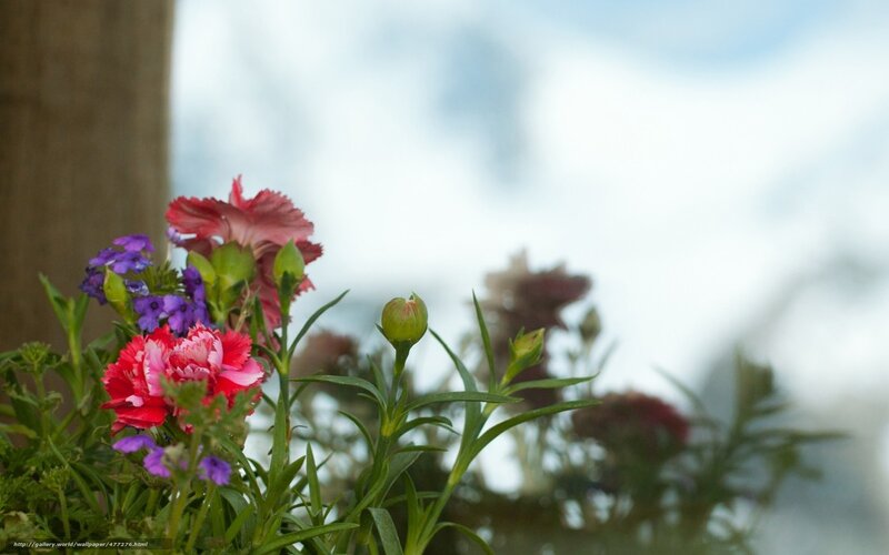 Colorful Flowers in Bloom — Red, Serene, Spring
