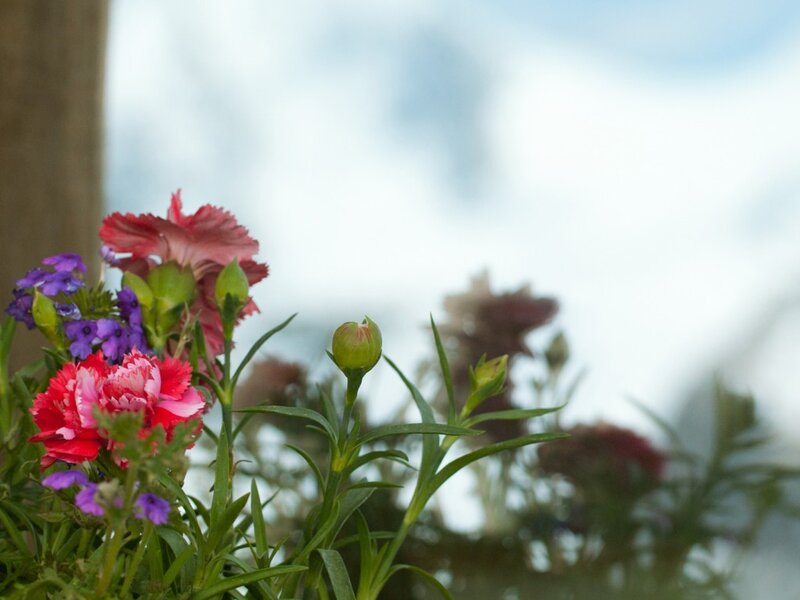 Colorful Flowers in Bloom — Red, Serene