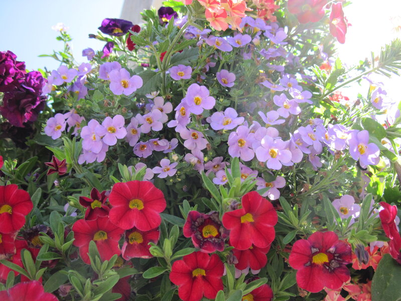 Colorful Flowers in Bloom — Red
