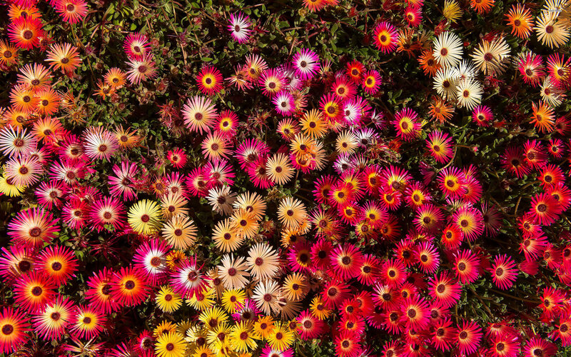 Colorful Flowers in Bloom — Red, Vibrant, Afternoon