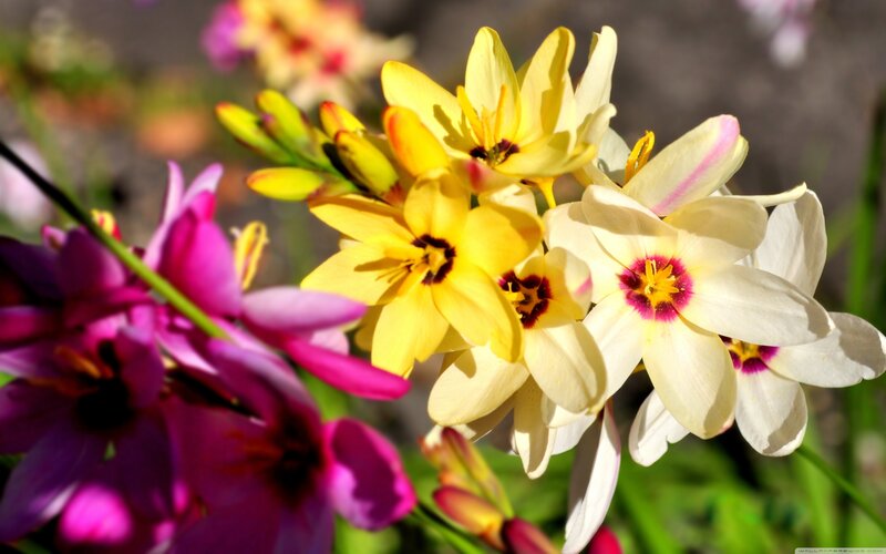 Colorful Flowers in Bloom — Yellow