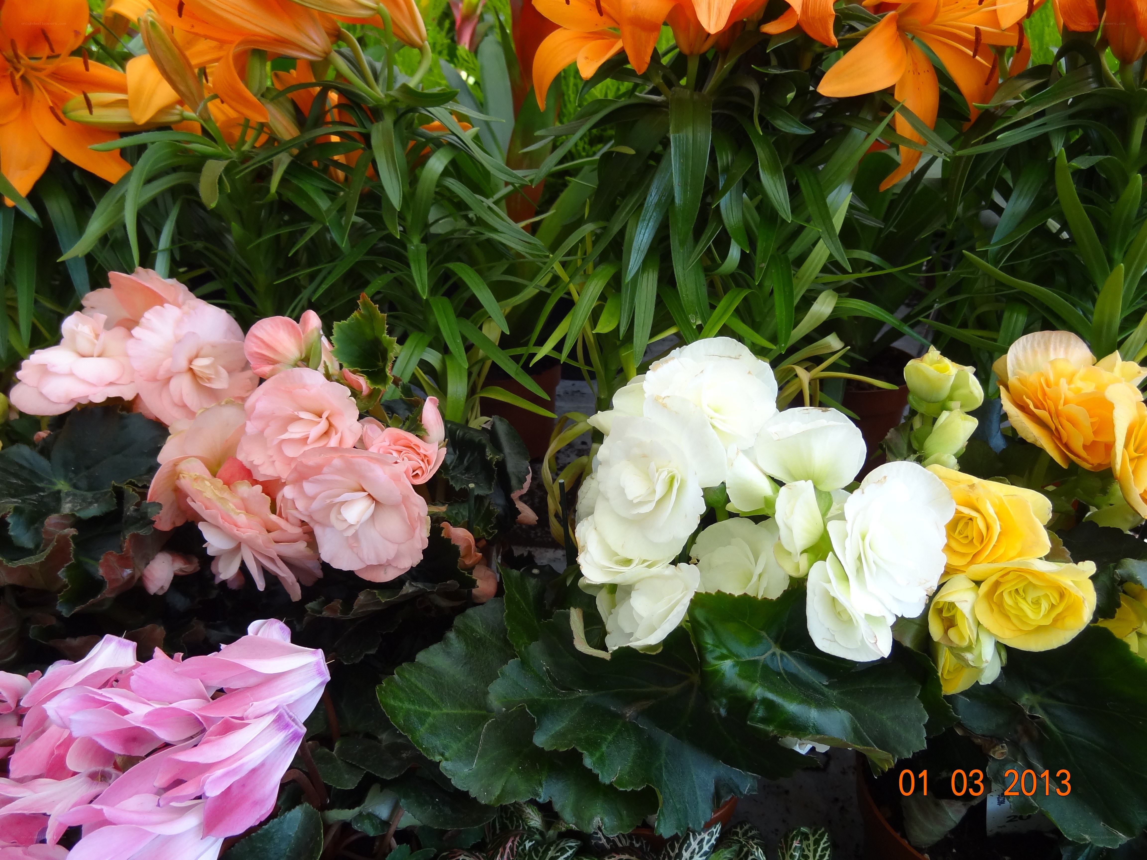 Colorful flowers in bloom