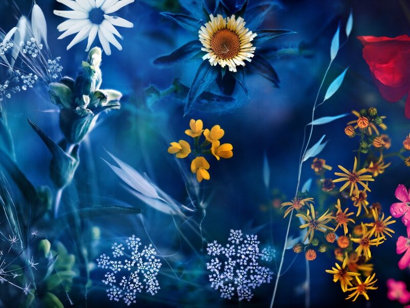 Colorful Flowers in Blue
