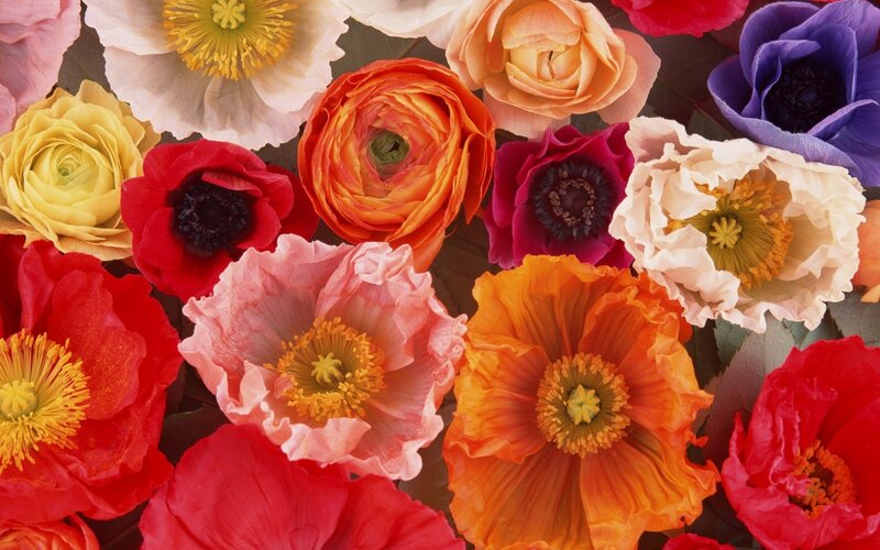 Colorful Flowers in Bouquet