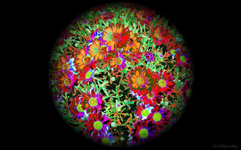 Colorful Flowers in Circle
