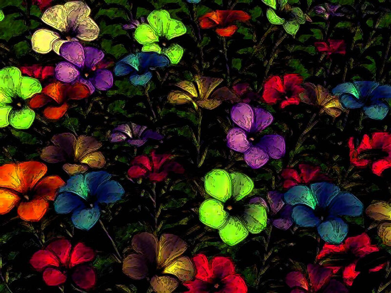 colorful flowers in dark garden