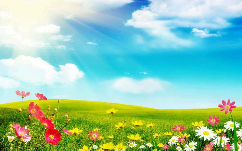 Colorful Flowers in Field — Green