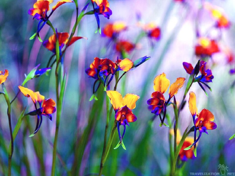 Colorful Flowers in Field — Orange