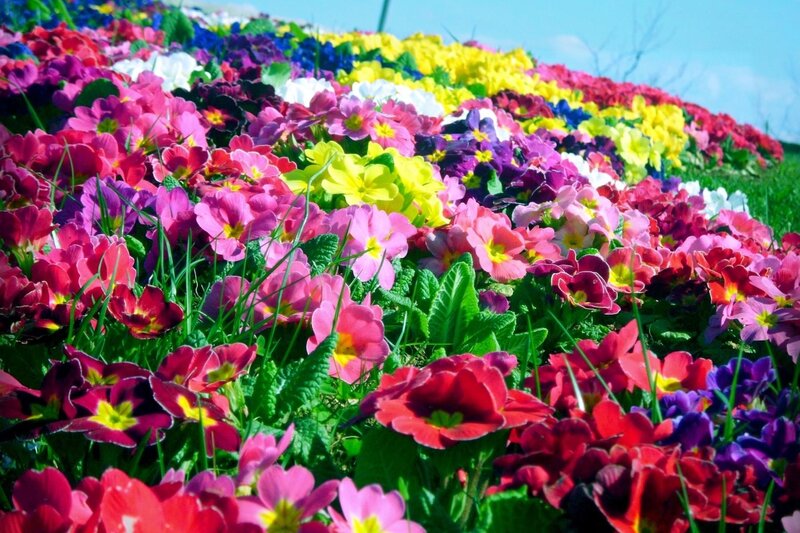 Colorful Flowers in Field — Pink, Vibrant, Spring