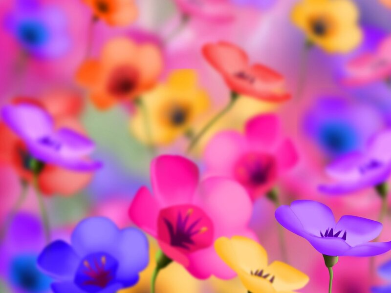 Colorful Flowers in Field — Pink, Vibrant