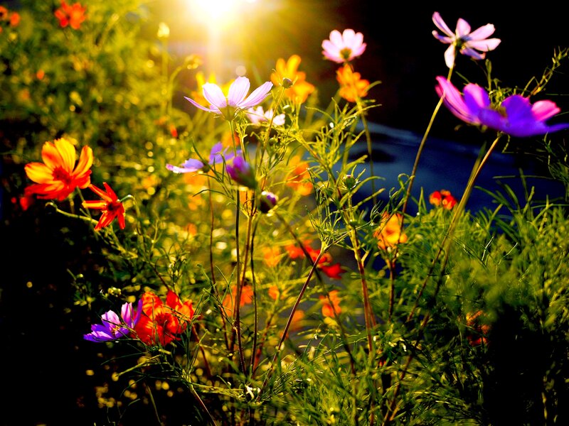 Colorful Flowers in Field — Purple, Dramatic