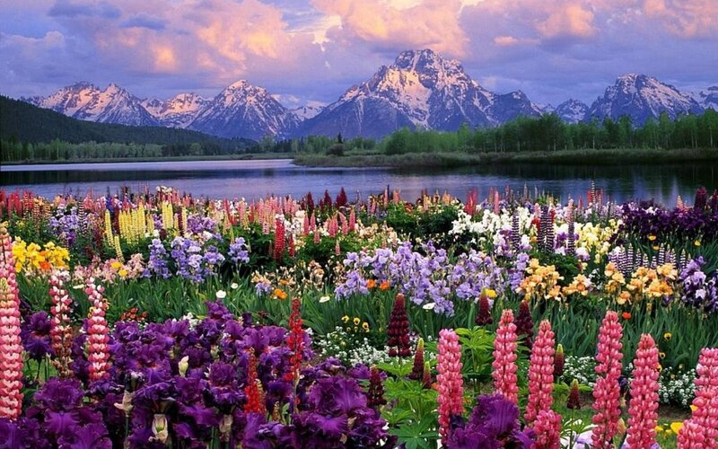 Colorful Flowers in Field — Purple, Serene