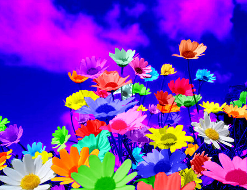 Colorful Flowers in Field — Purple, Vibrant