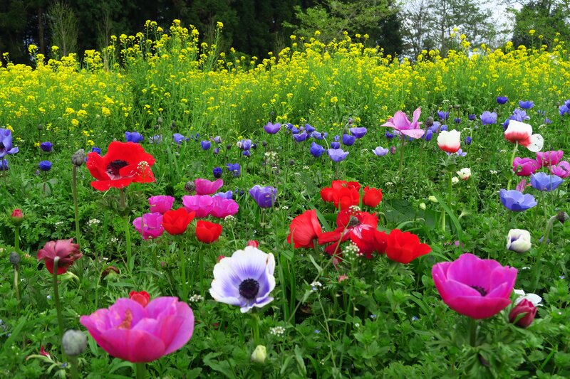 Colorful Flowers in Field — Red